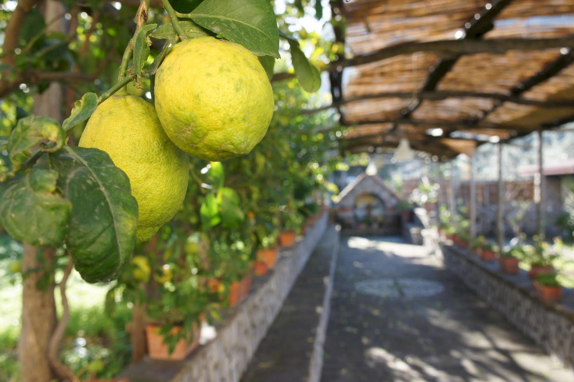 לינה וארוחת בוקר מסה לוברנסה San Francesco Relais מראה חיצוני תמונה